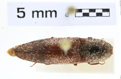 Foto (Dorsalansicht) von Lacon pollinaria (NHMW-ZOO-COL-0008158)
